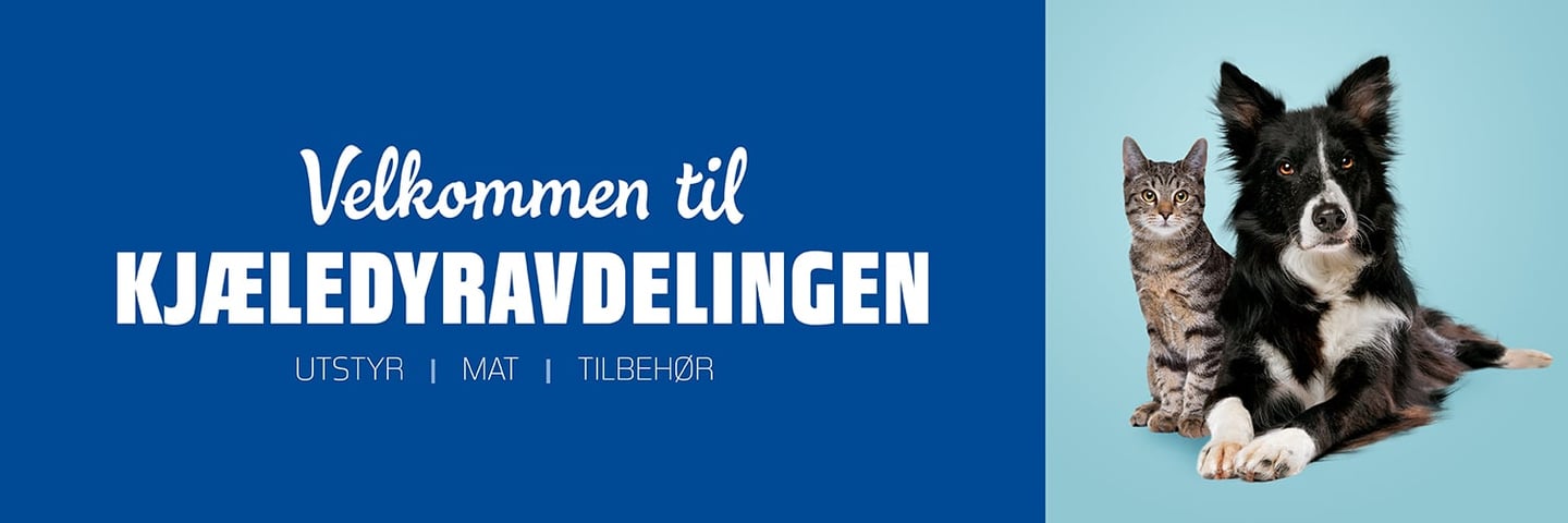 Kjæledyr