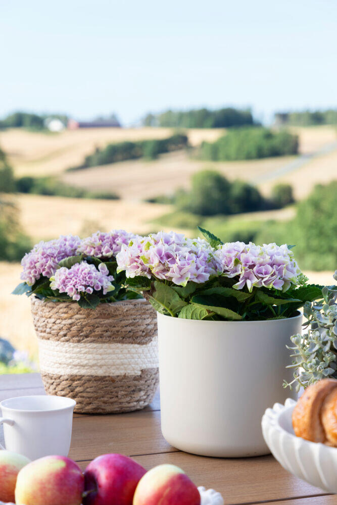 Hvaler flettet potte