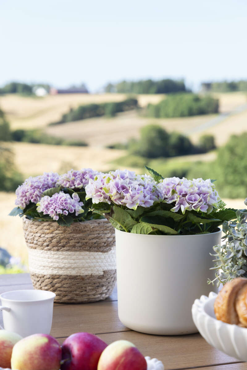 Hvaler flettet potte