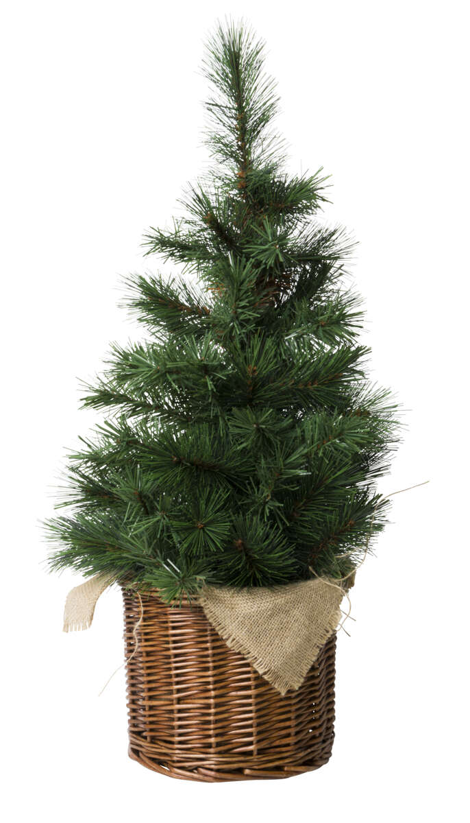 Furubusk i flettetkurv 50cm