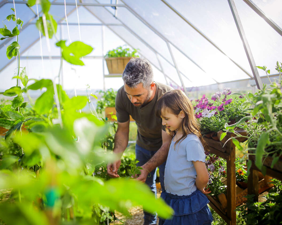 Palram - Canopia Balance drivhus 14,3 m²