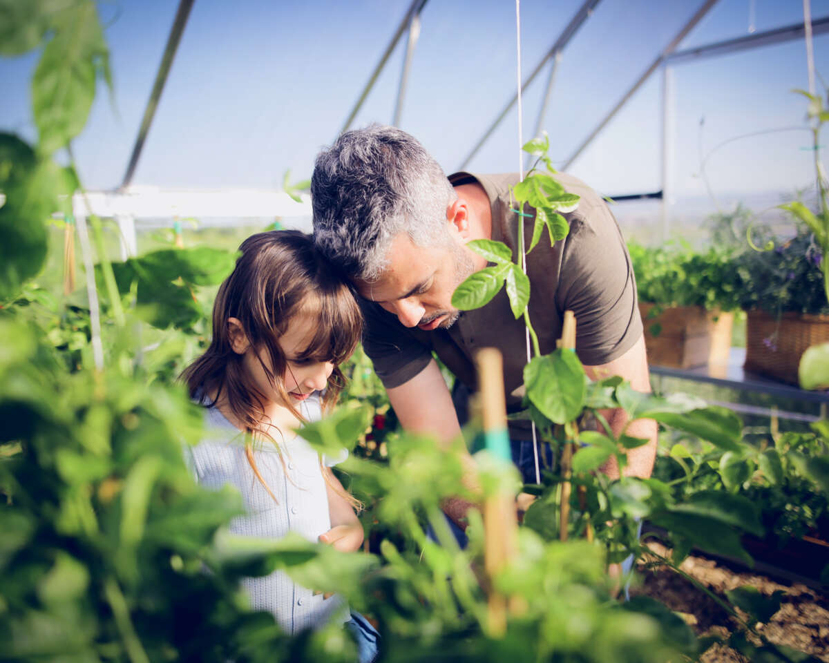 Palram - Canopia Balance drivhus 14,3 m²