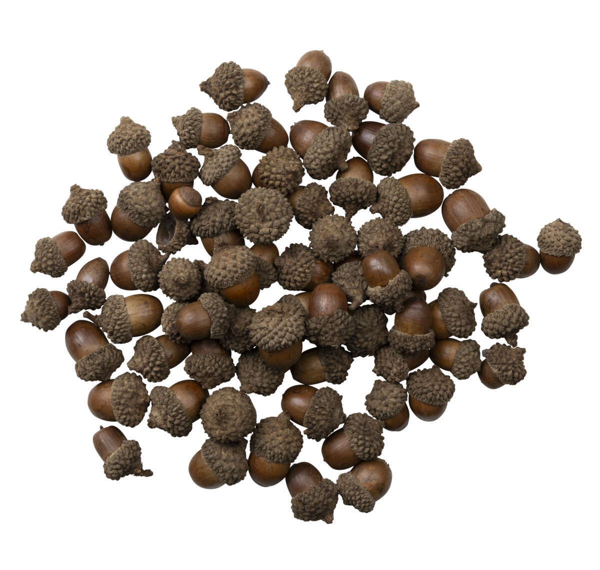 Eikenøtter dekor 200g