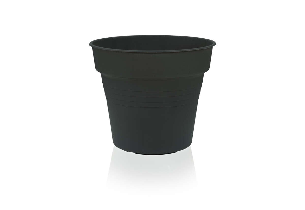 Odle Camelie dyrkepotte