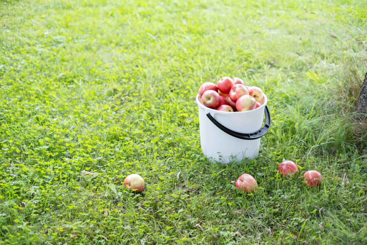 Orthex™ 10 liter plastbøtte