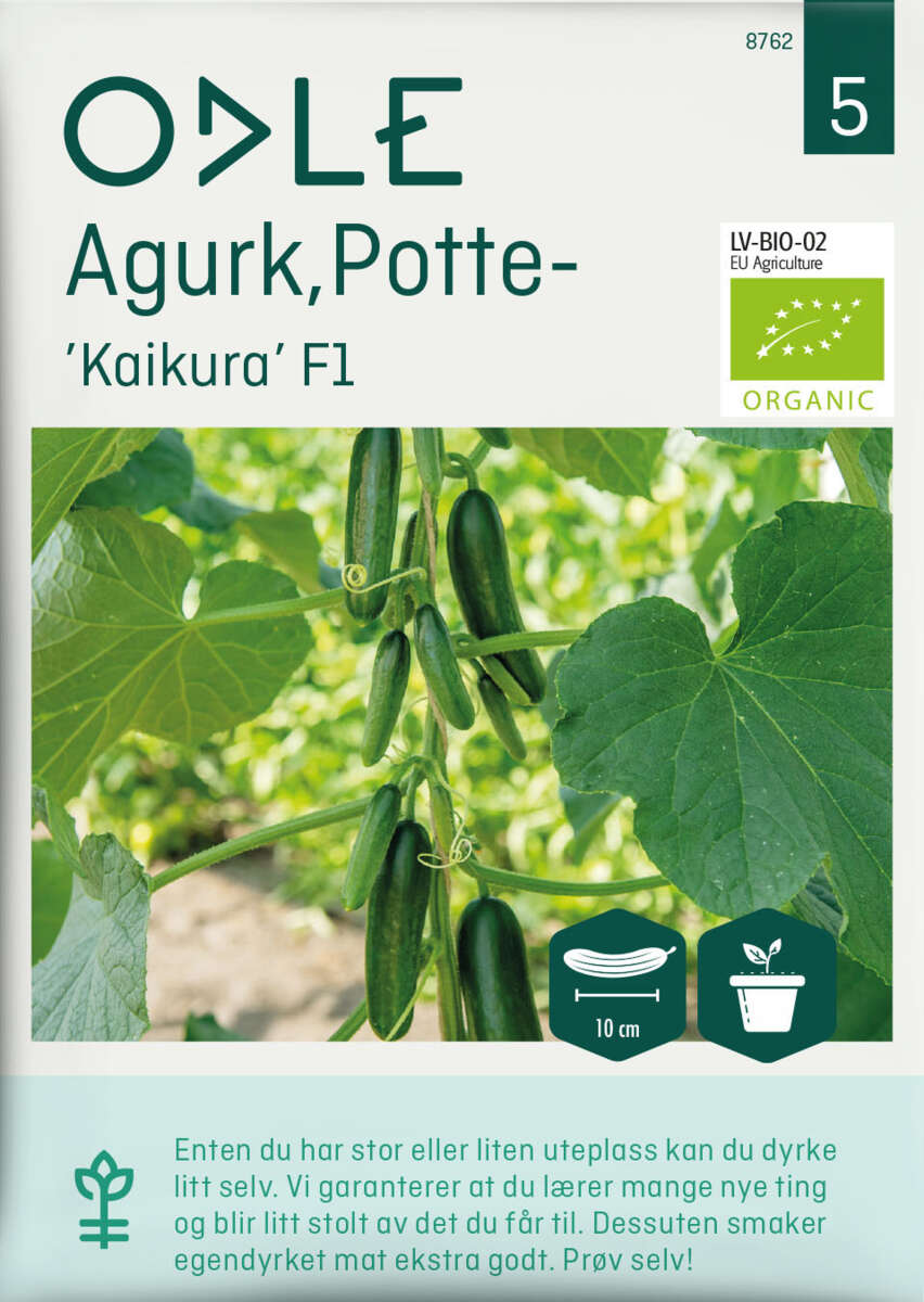 Odle agurk, potte-, kaikura F1 frø