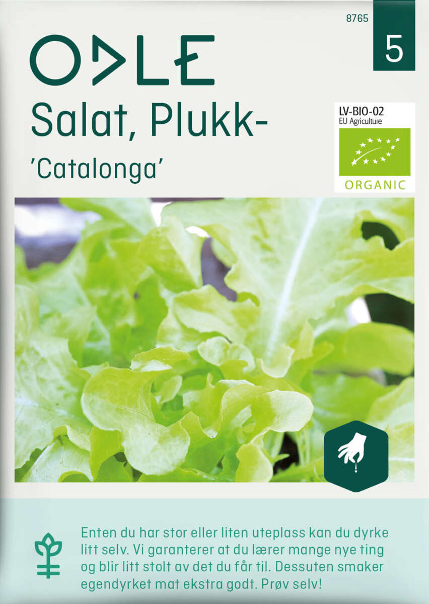 Odle salat, plukk-, Ccatalonga frø