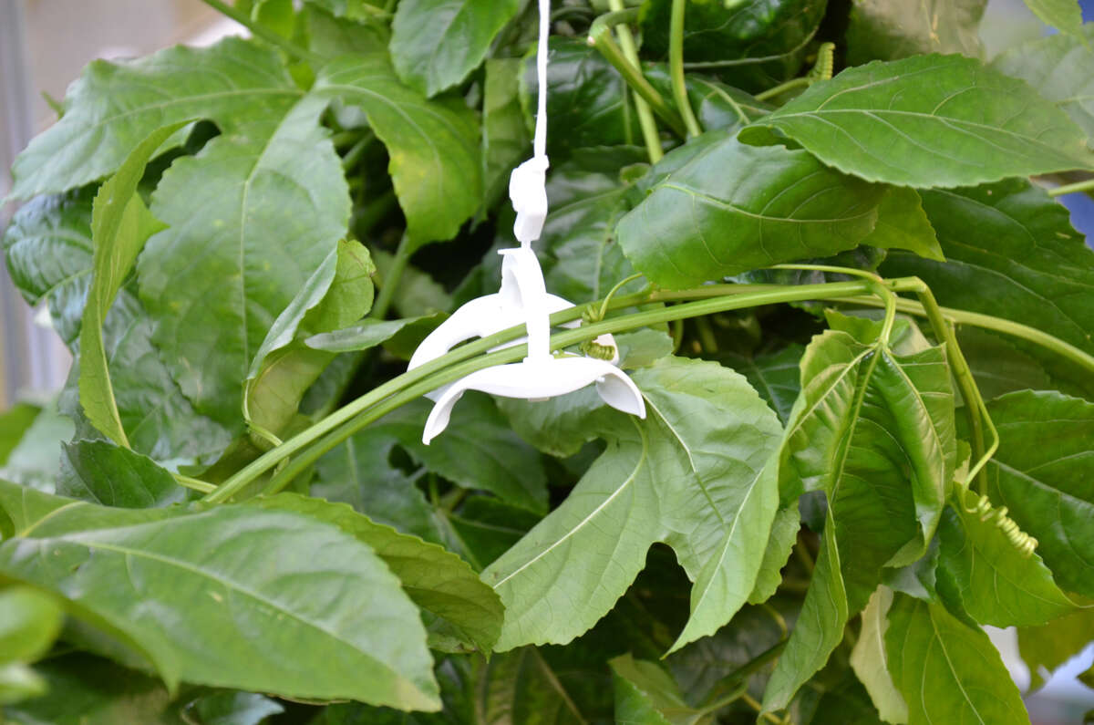 Palram - Canopia drivhus oppbindingssett