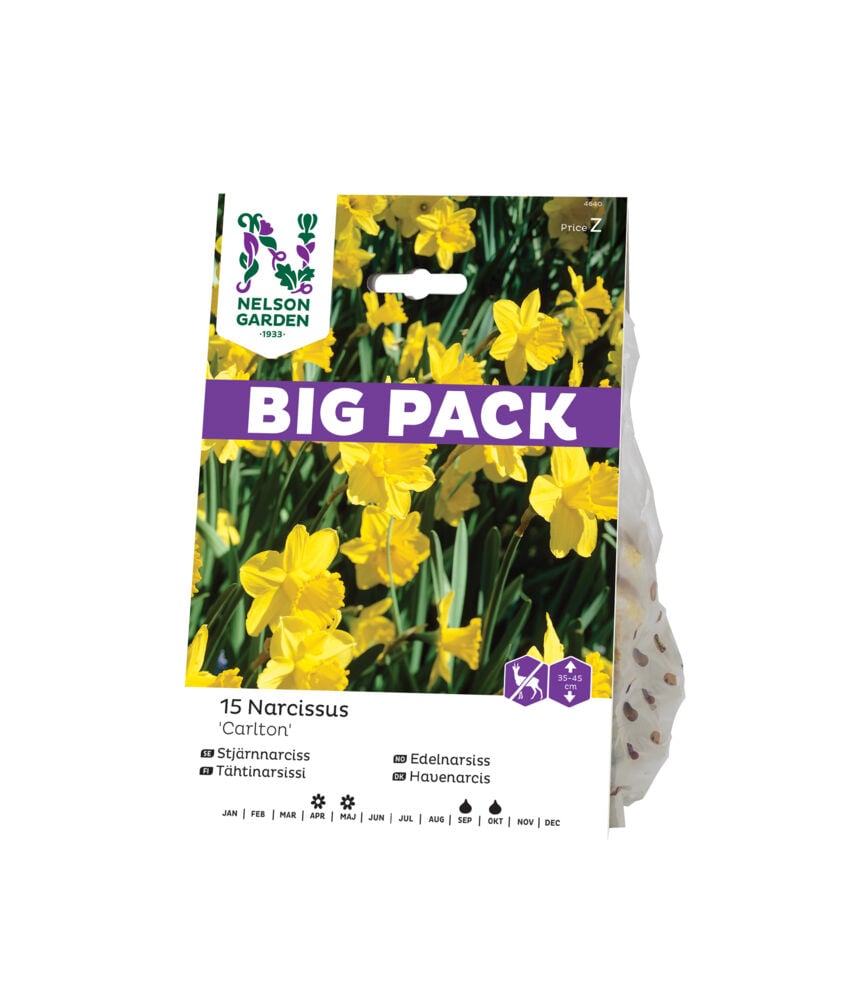 Høstløk Påskelilje Carlton