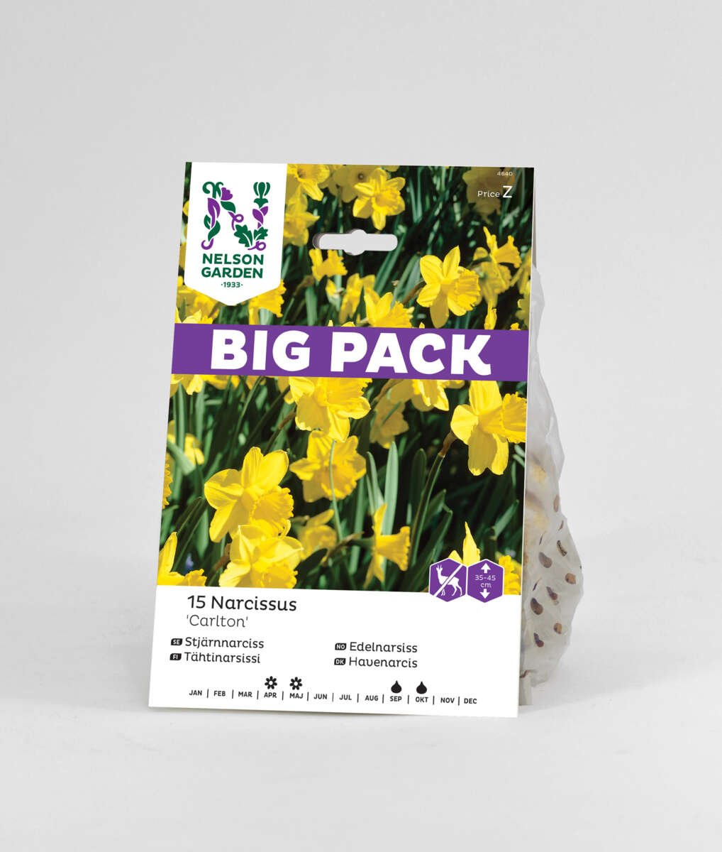 Høstløk Påskelilje Carlton