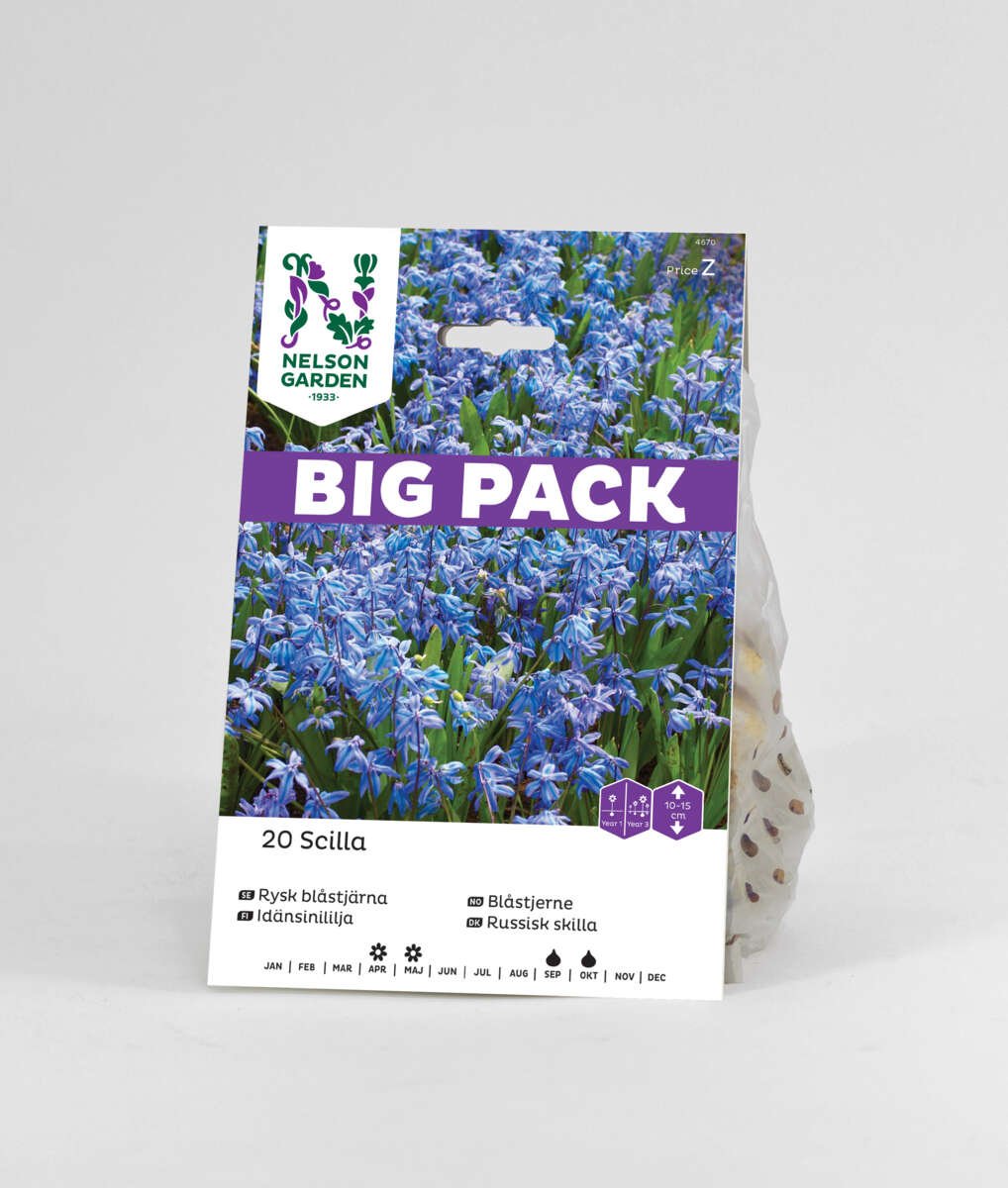 Høstløk Blåstjerne