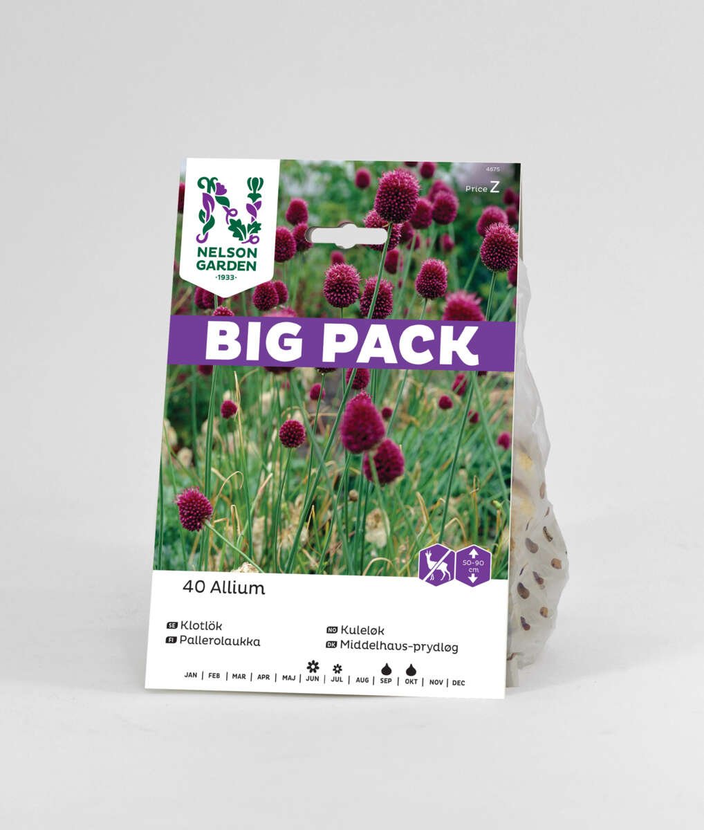 Høstløk Kuleløk allium