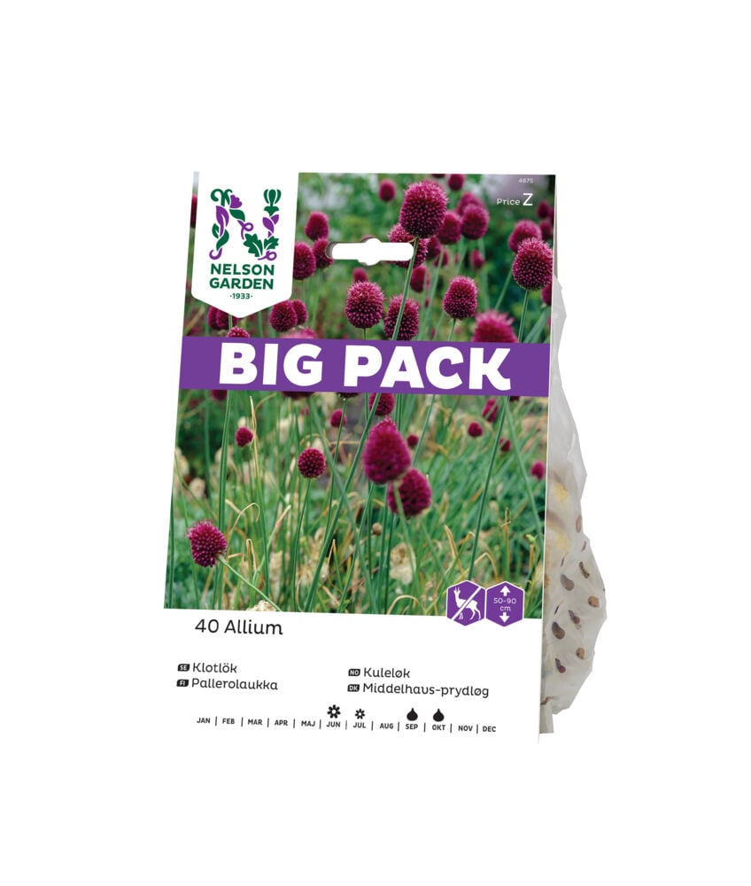 Høstløk Kuleløk allium