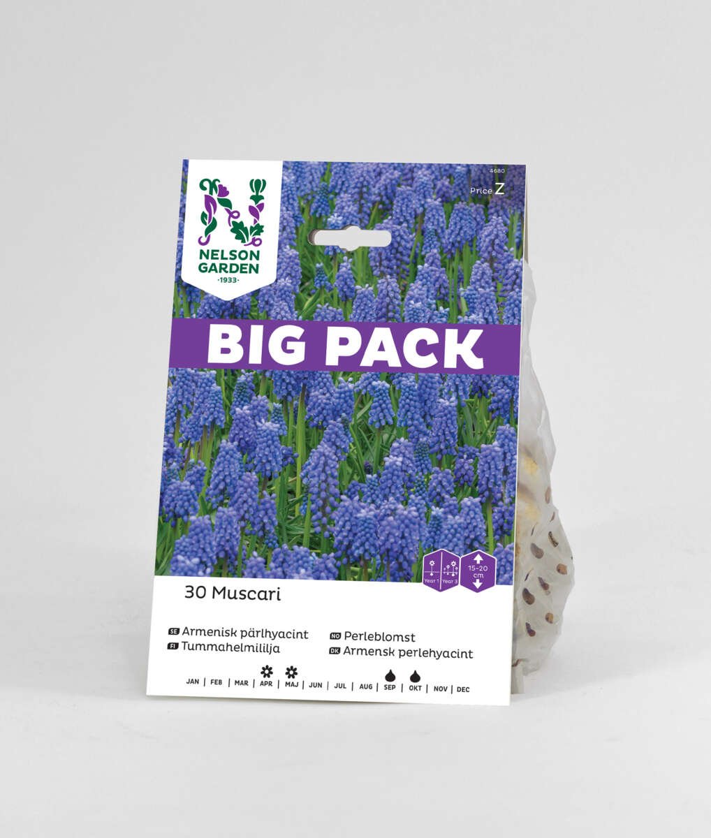 Høstløk Perleblomst