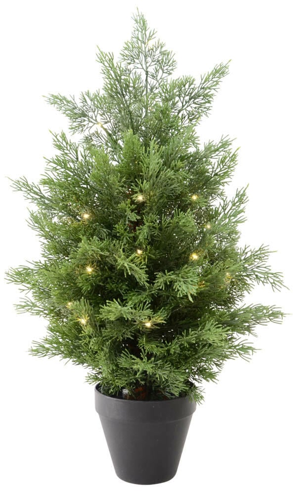 Thujabusk 60 cm 30 lys