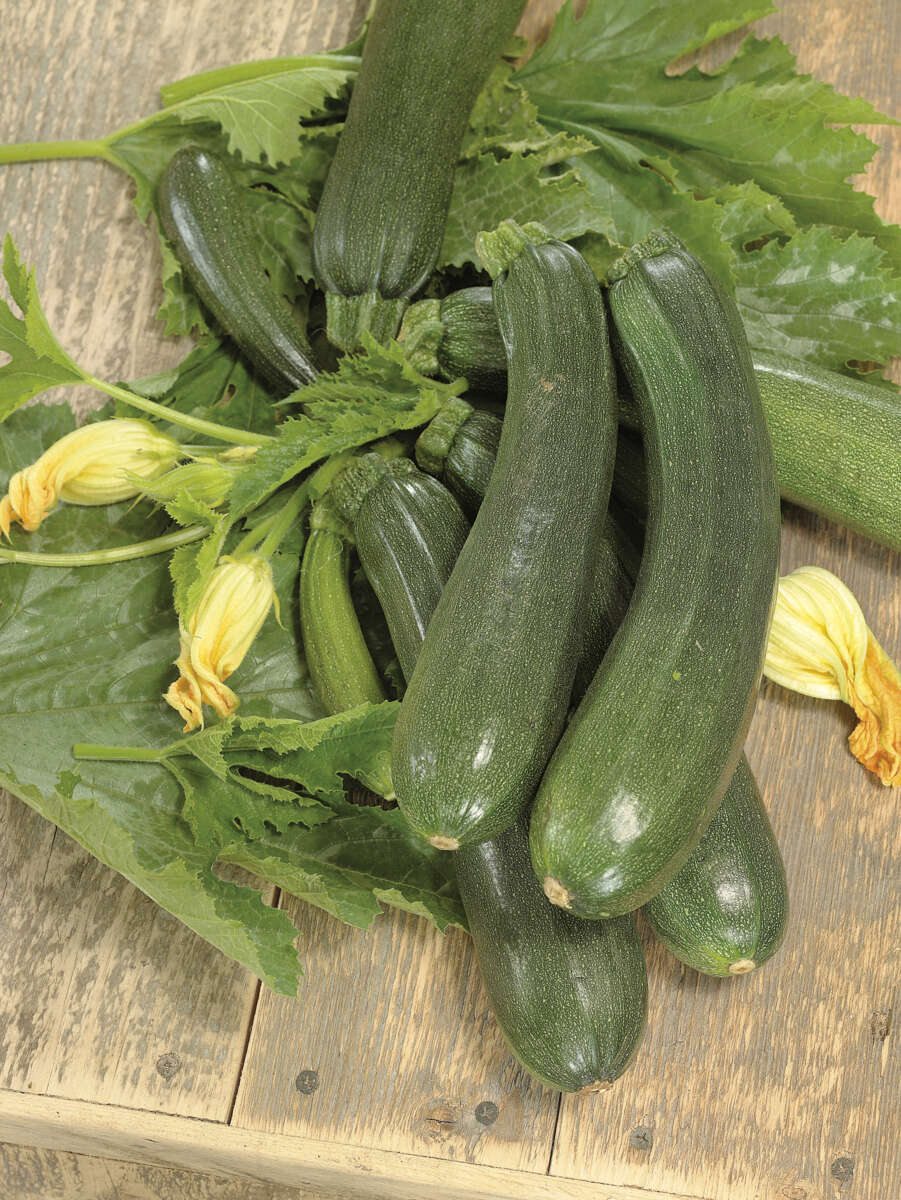 Odle grow bag squash