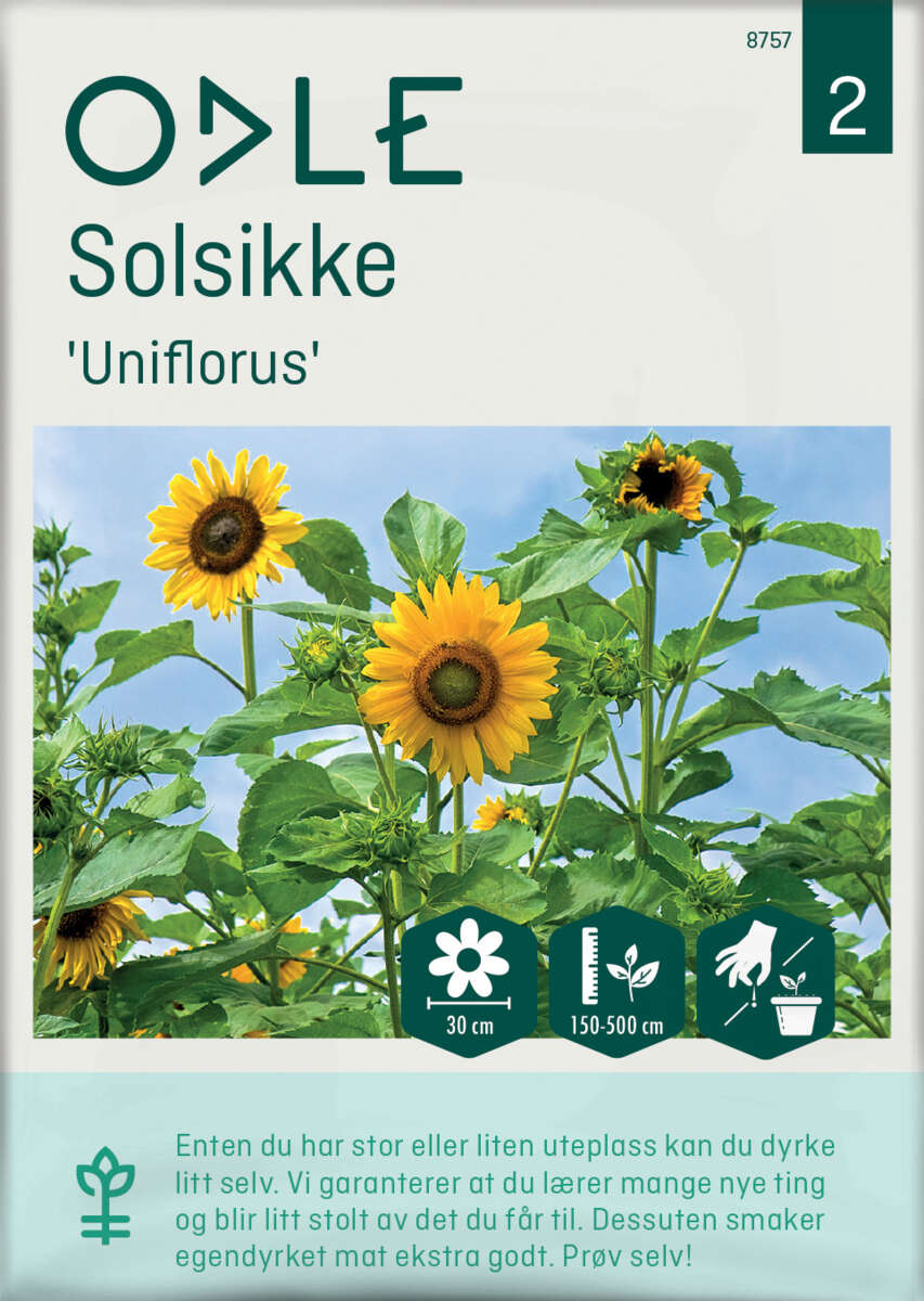 Odle 'Uniflorus' solsikke frø