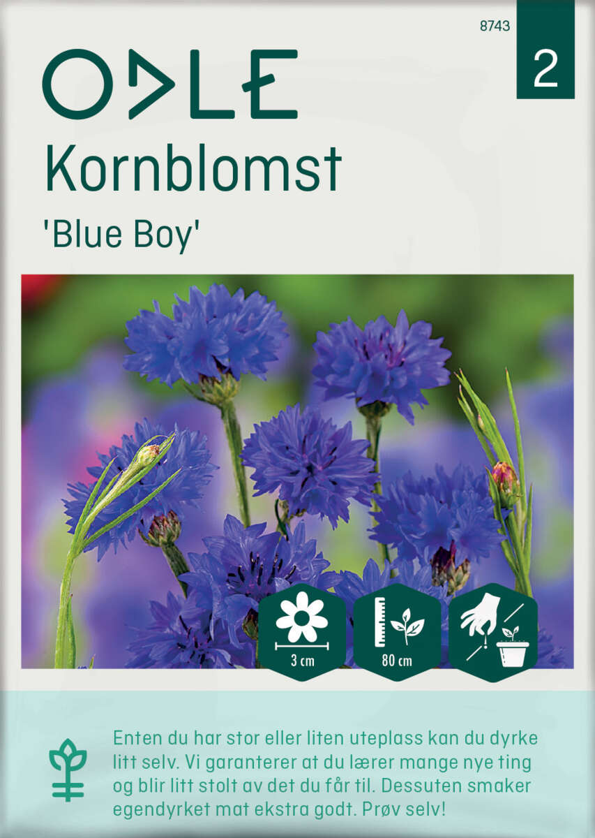 Odle 'Blue Boy' kornblomst frø