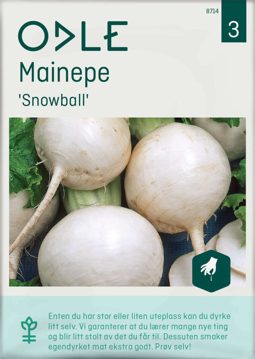 Odle 'Snowball' mainepe frø