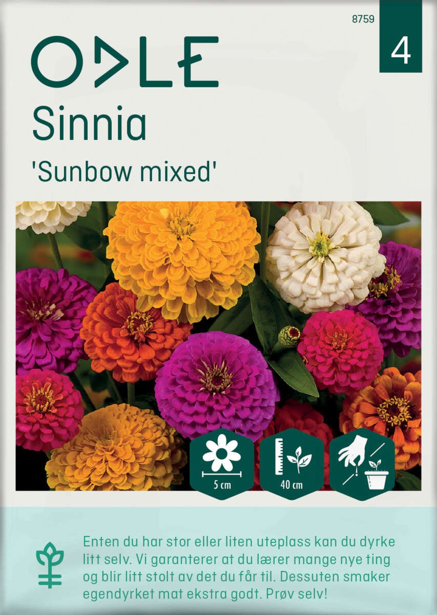 Odle 'Sunbow mixed' sinnia frø