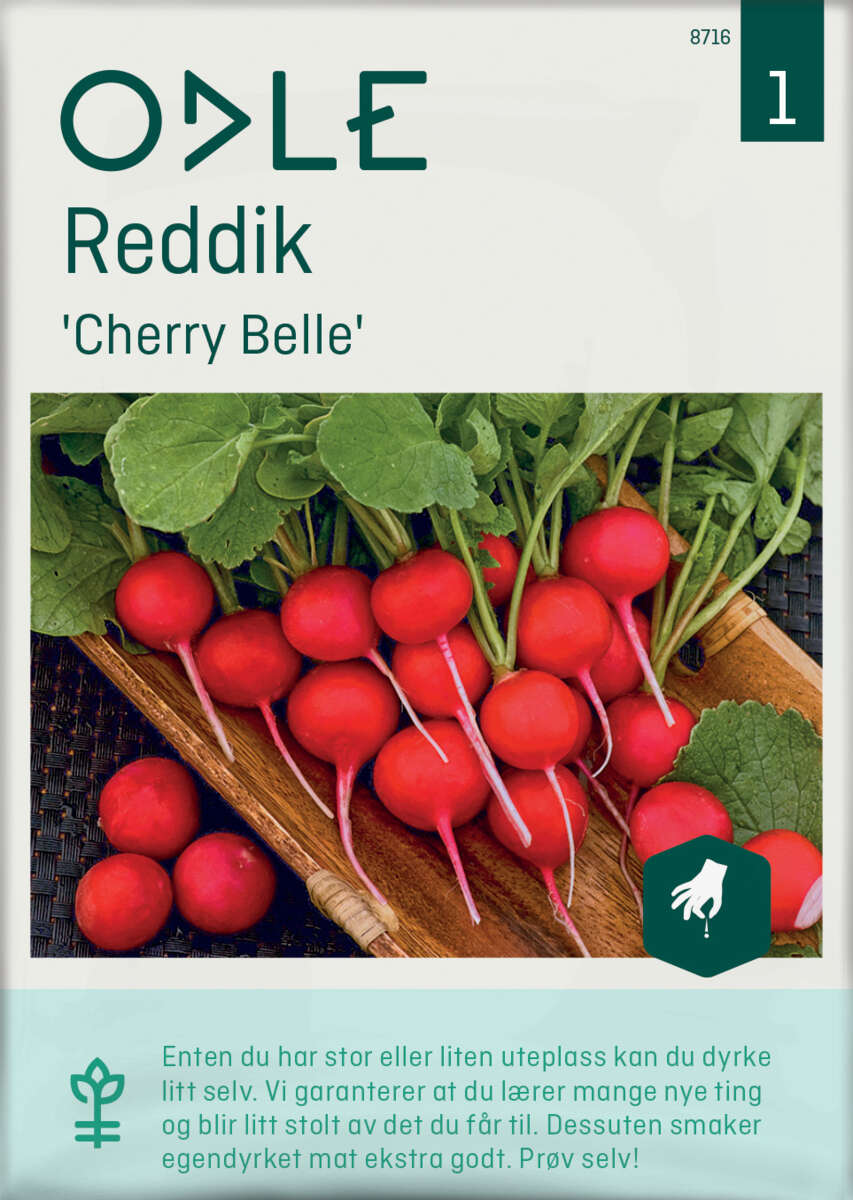 Odle 'Cherry Belle' reddik frø