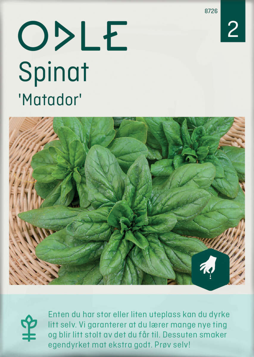 Odle 'Matador' spinat frø