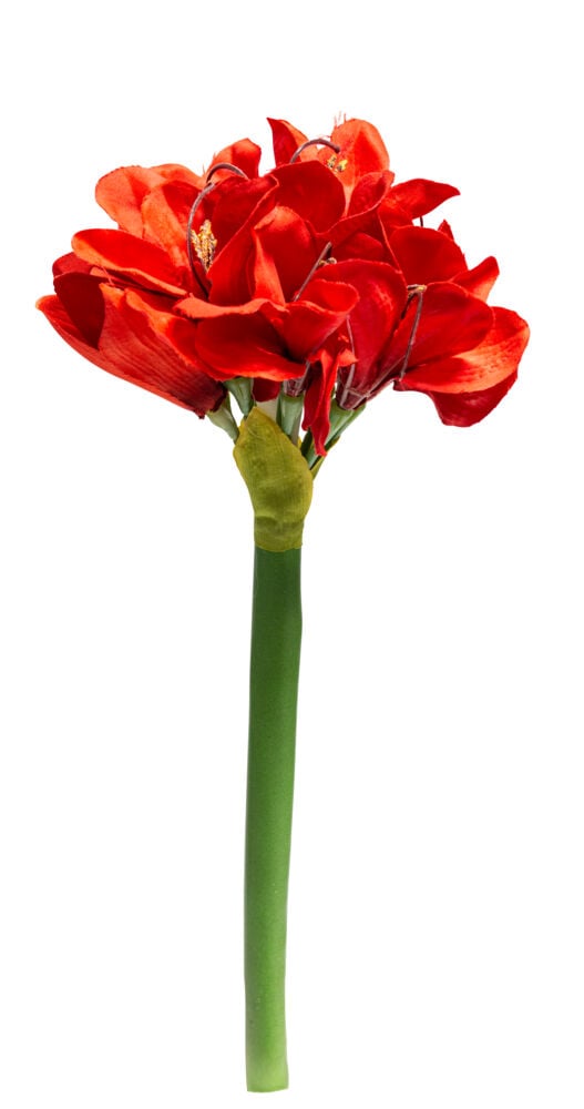 Amaryllis
