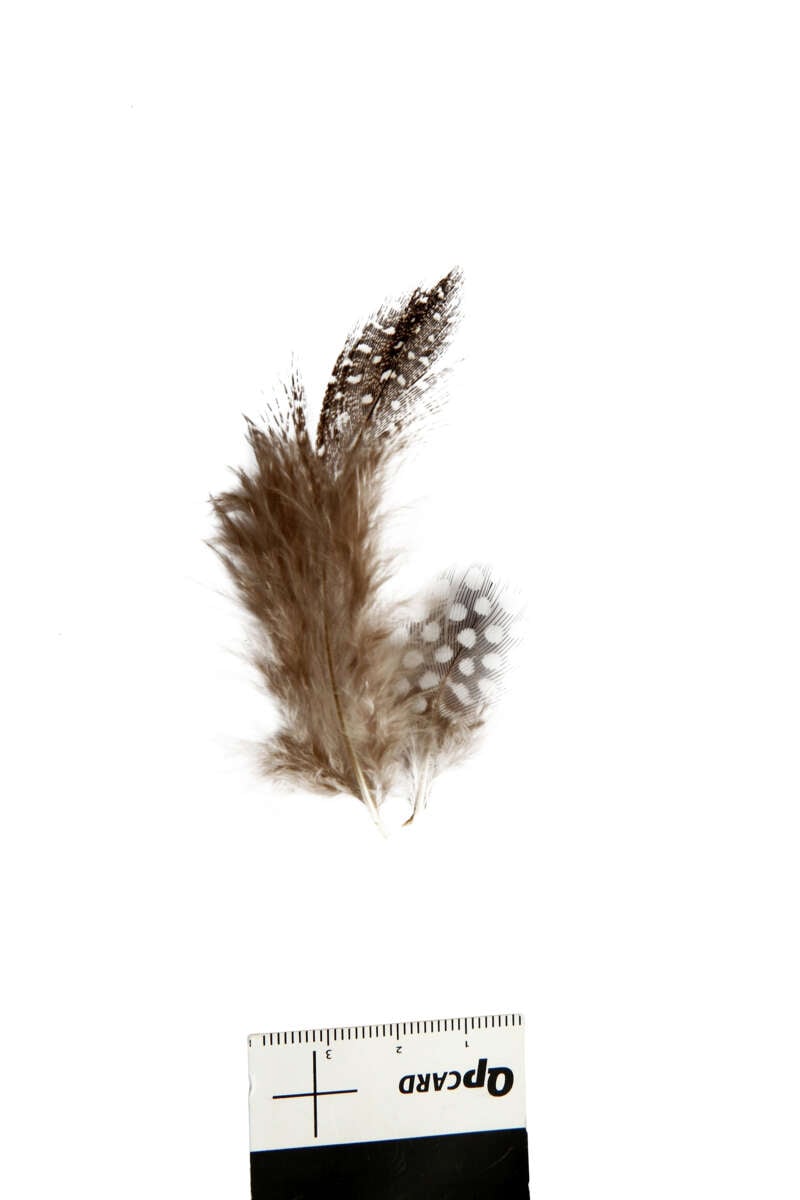 Creativ Company Perlehønsfjær