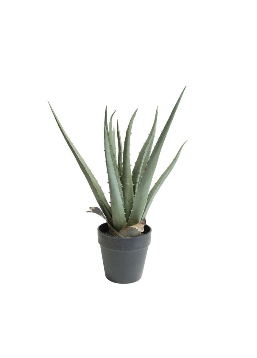 Aloe vera i potte