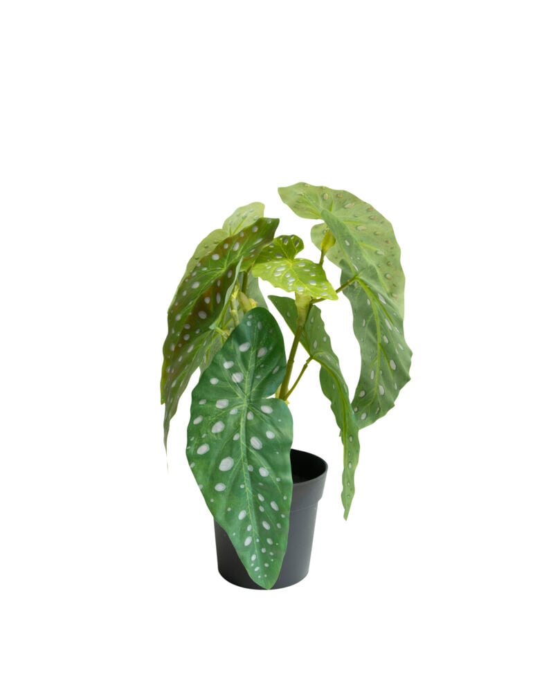 Begonia maculata i potte