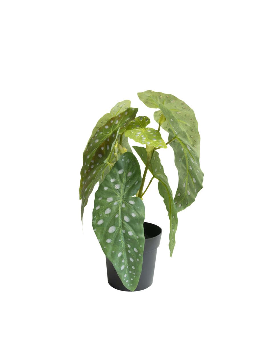 Begonia maculata i potte