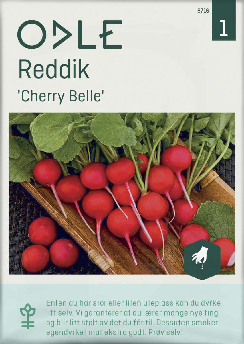 Odle 'Cherry Belle' reddik frø