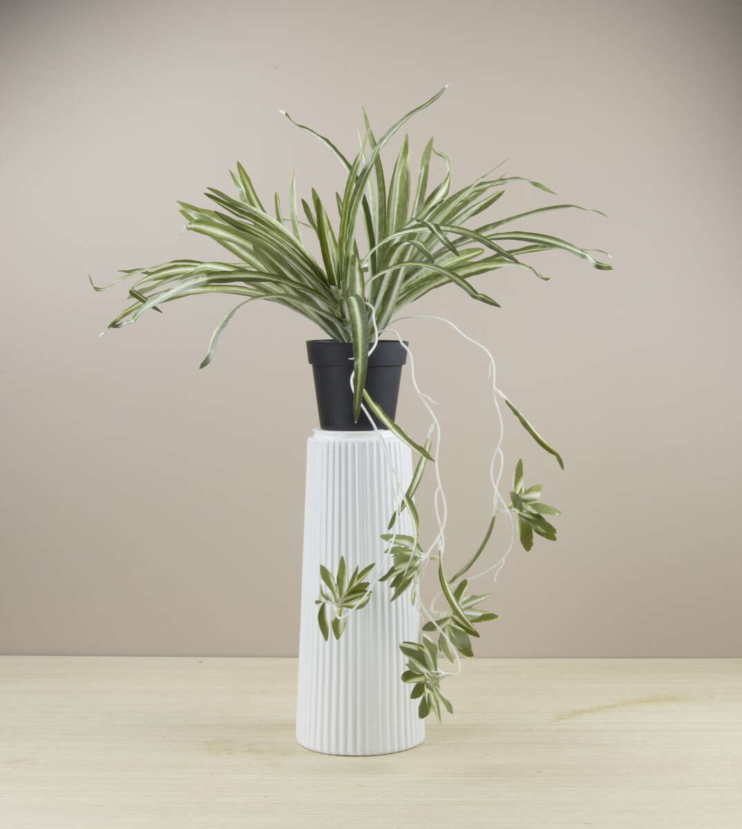 Chlorophytum plante