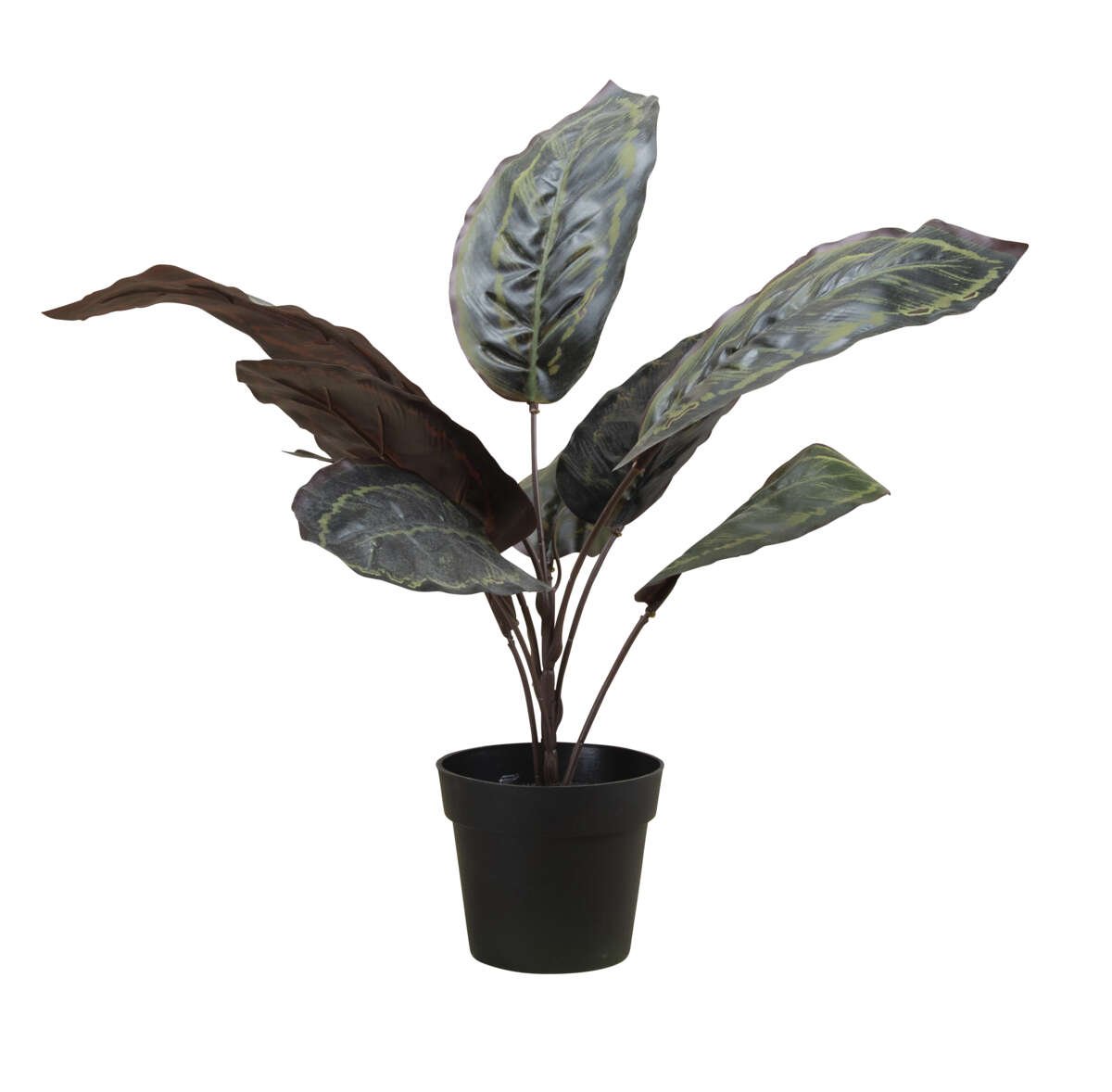 Calathea plante