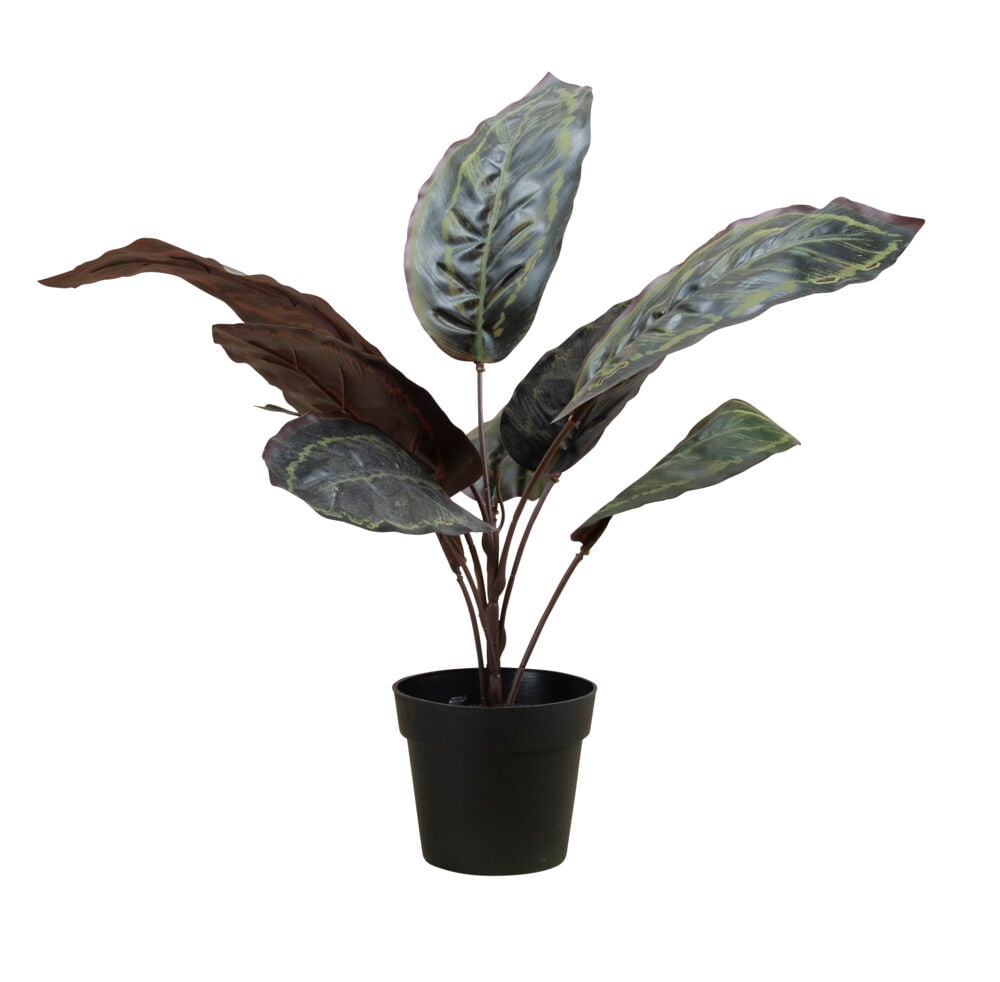 Calathea plante