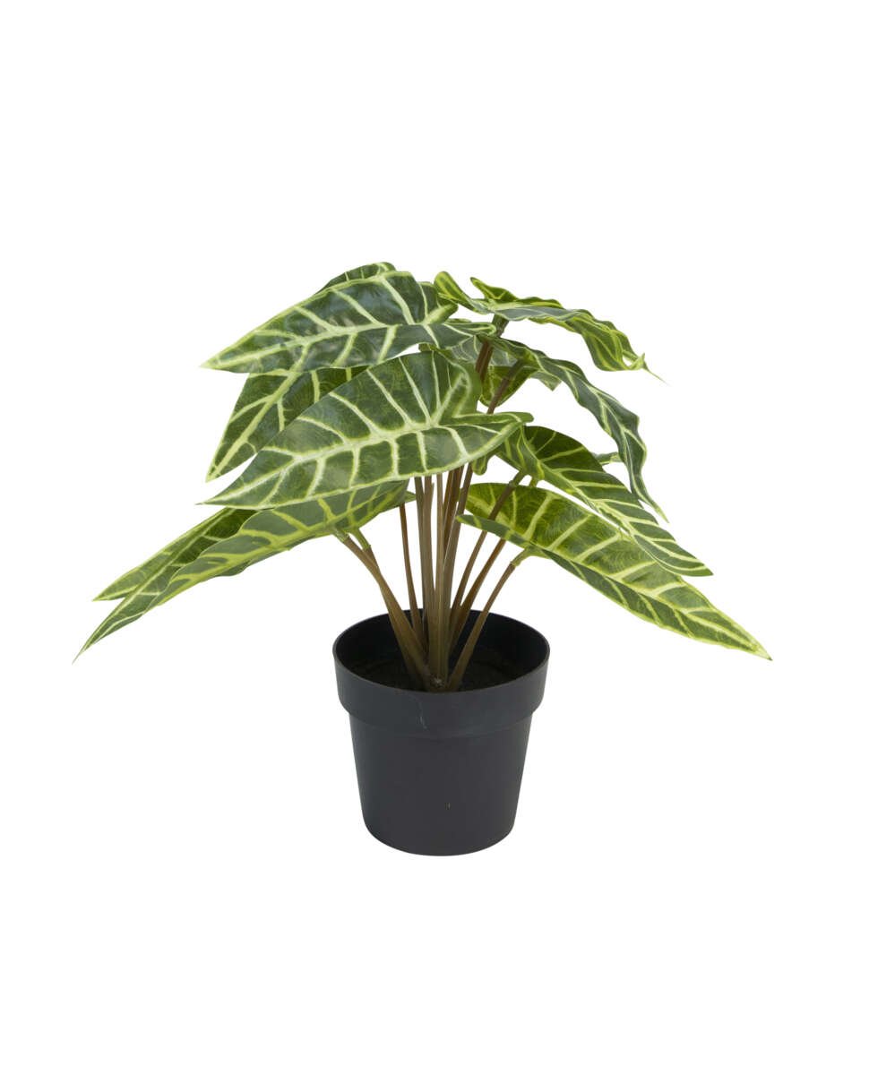 Alocasia plante