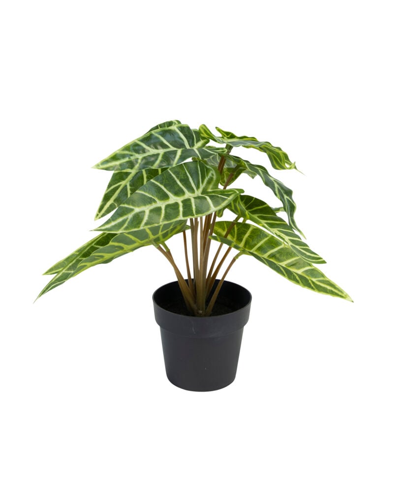 Alocasia plante