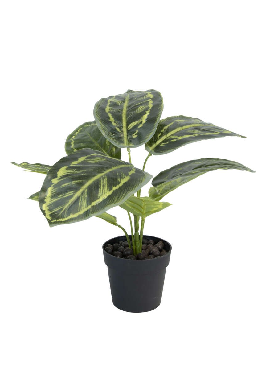 Calathea plante