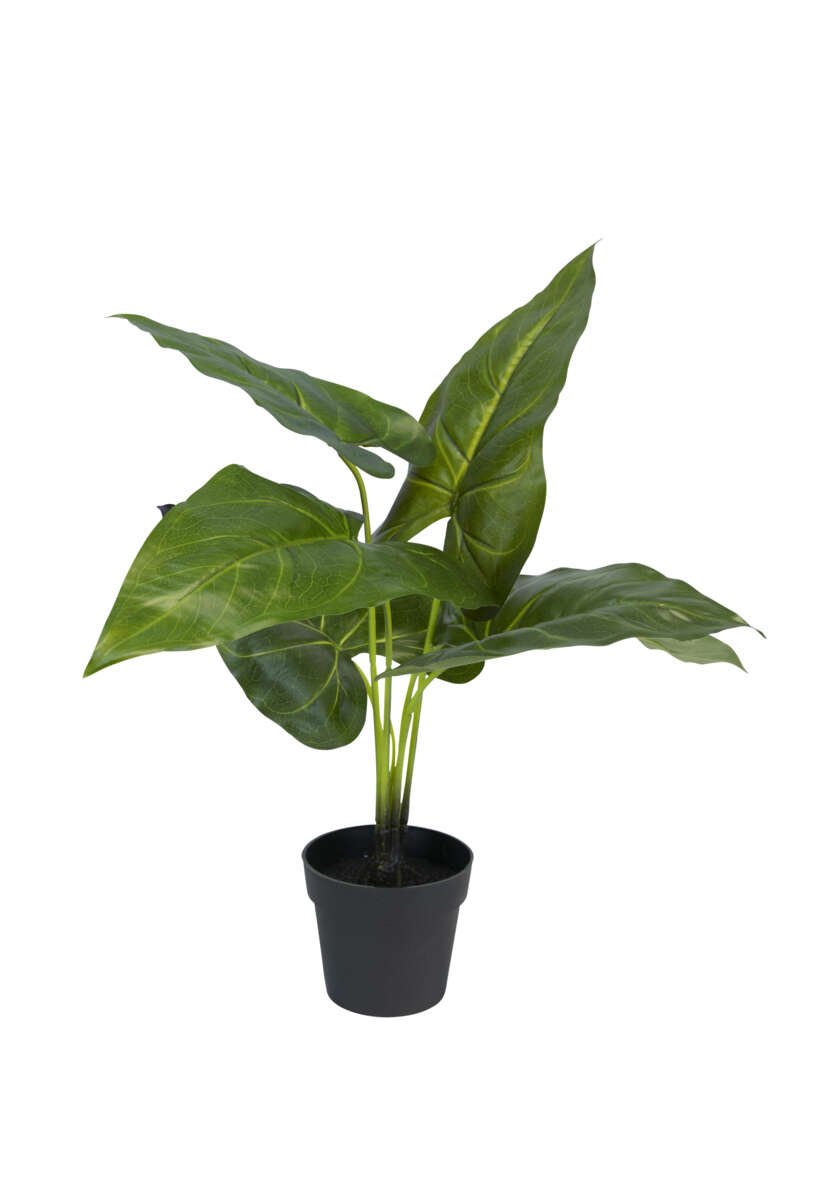 Philodendron plante