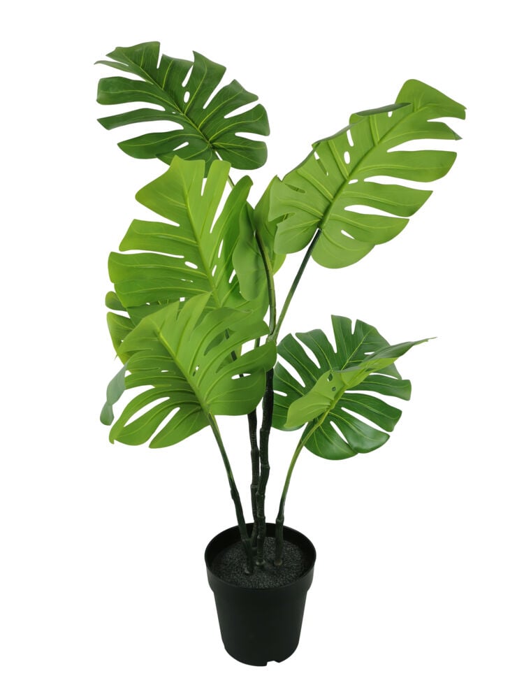 Monstera plante