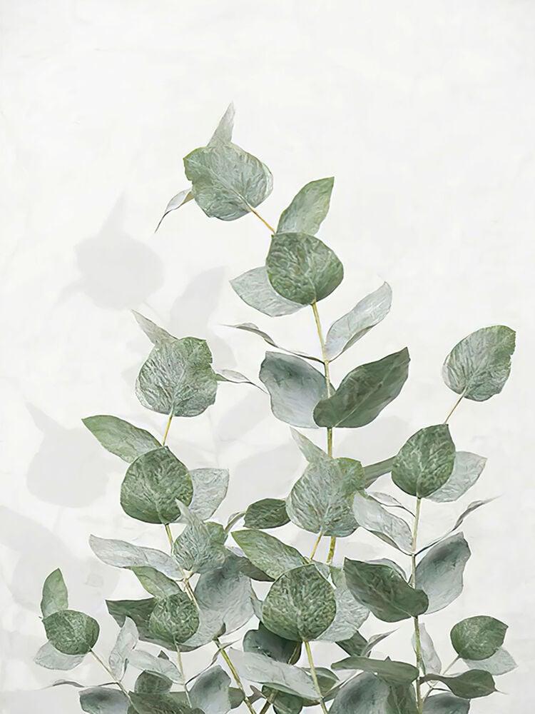 Poster Eucalyptus