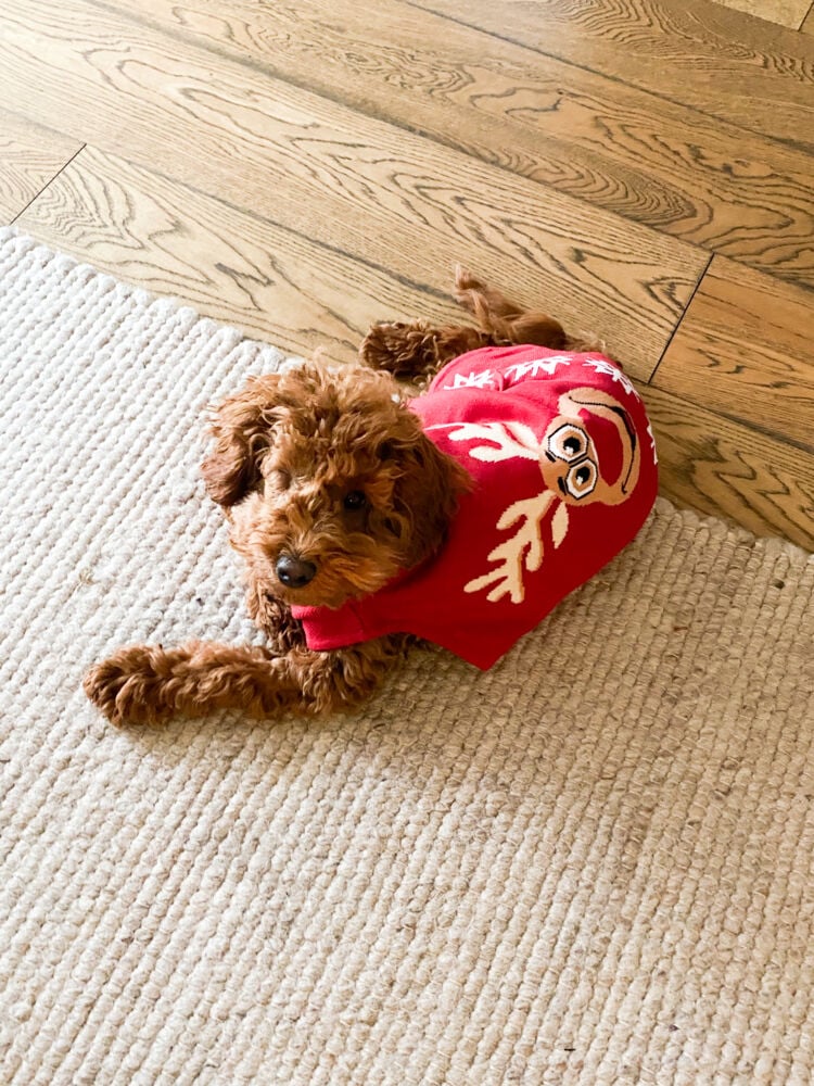 Hudson hundegenser med reinsdyrmotiv