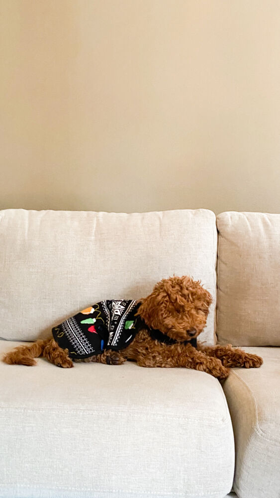 Hudson hundegenser med julemotiv