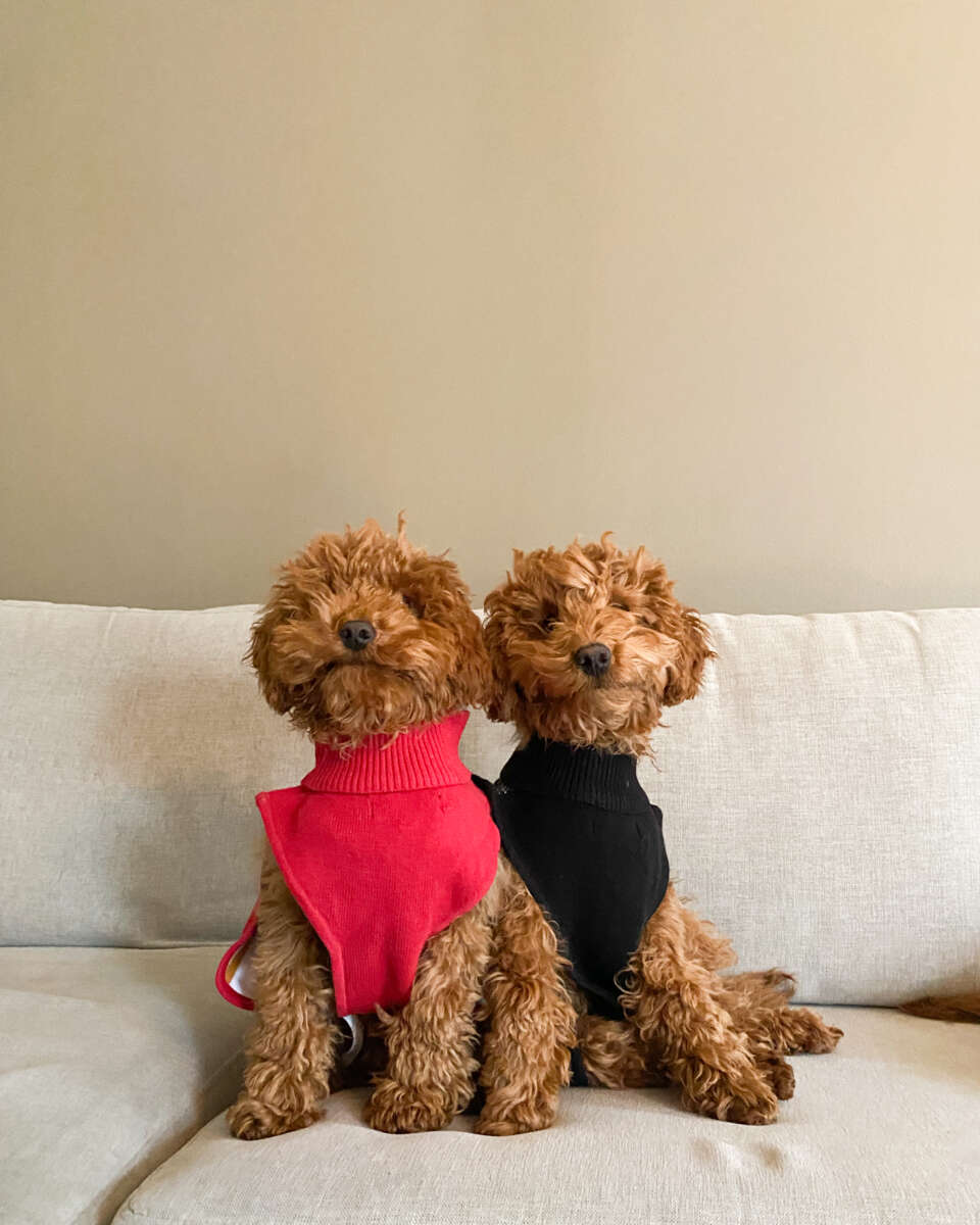 Hudson hundegenser med nissemotiv