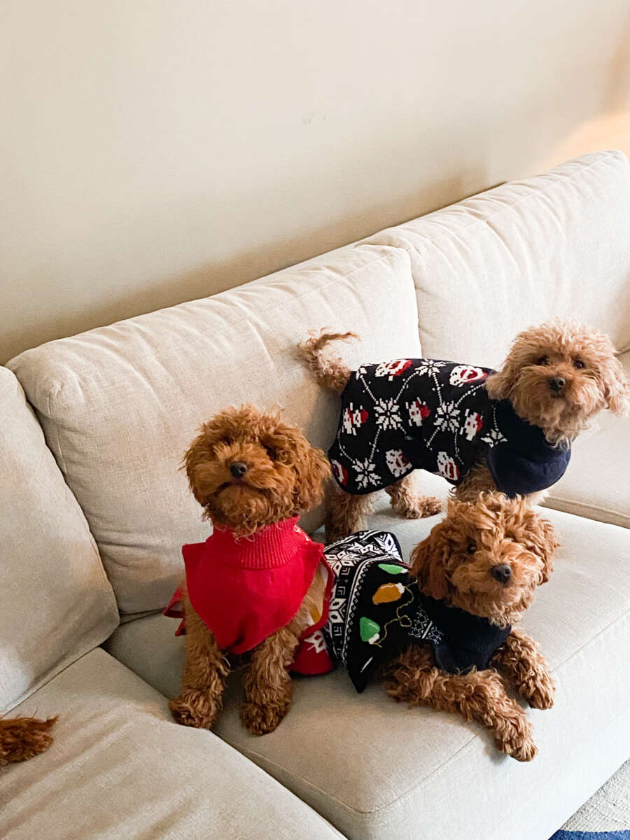 Hudson hundegenser med julemotiv