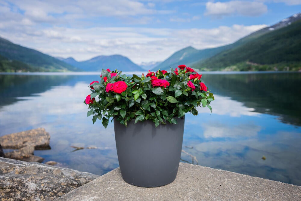 Odle Twist'n'roll potte m/selvvanning