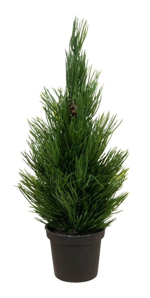 Miri minitre i potte