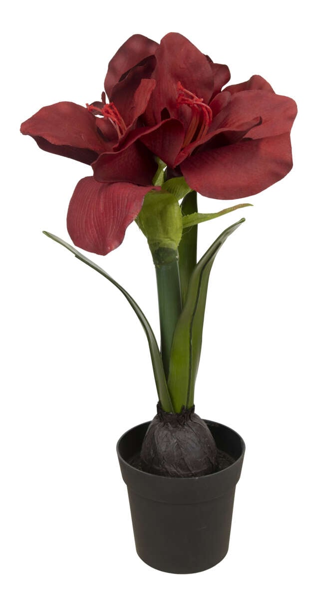 Amaryllis i potte