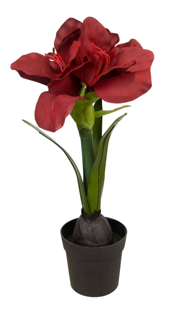Amaryllis i potte