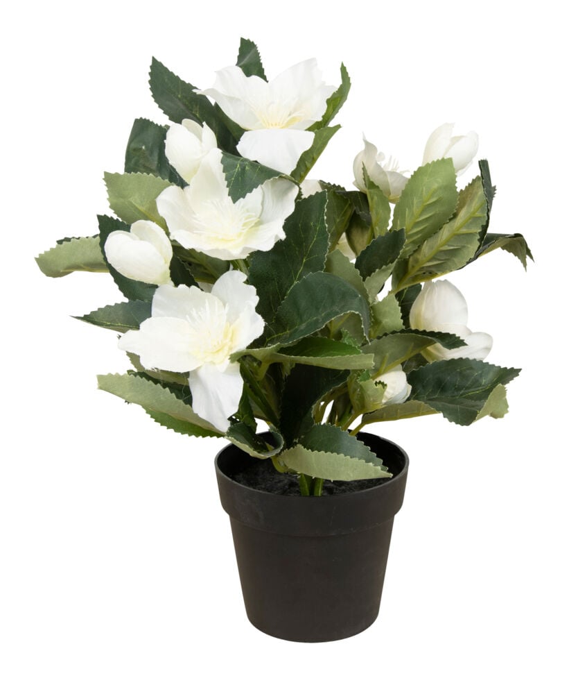 Julerose